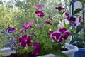 Bright flowering petunias grow in container in small urban garden