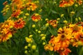 Bright flowering shrub of garden flowers