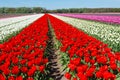 Bright flowering tulips Royalty Free Stock Photo