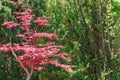 Bright flowering Yalta garden