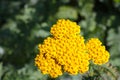 Bright flowering yellow branch of tansy. Field plants. It is used in medicine.