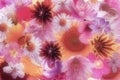 Bright flowers background Royalty Free Stock Photo