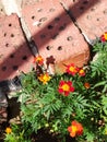 Bright flowers on a brickwork background