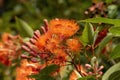 Bright flowers and buds of a flowering gum tree (corymbia ficifolia Baby Orange) Royalty Free Stock Photo
