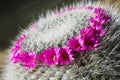 Bright flowers of a cactus Mammillaria