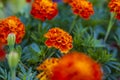 Bright flowers close-up. Flowers grow in the garden. Flower bed with asters. Royalty Free Stock Photo