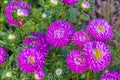 Bright flowers close-up. Flowers grow in the garden. Flower bed with asters. Royalty Free Stock Photo