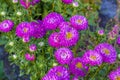 Bright flowers close-up. Flowers grow in the garden. Flower bed with asters. Royalty Free Stock Photo