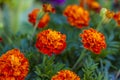 Bright flowers close-up. Flowers grow in the garden. Flower bed with asters. Royalty Free Stock Photo