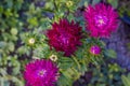 Bright flowers close-up. Flowers grow in the garden. Flower bed with asters. Royalty Free Stock Photo