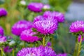 Bright flowers close-up. Flowers grow in the garden. Flower bed with asters. Royalty Free Stock Photo