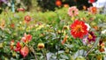 Bright flowers color close-up city streets