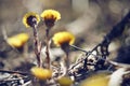 Bright flowers coltsfoot grow in spring