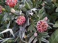 Bright flowers covered with frost froze through frozen Royalty Free Stock Photo