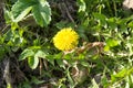 Bright flowers dandelions on background of green meadows.