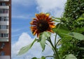 Bright flowers of a decorative sunflower next to an apartment building.