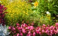 Bright flowers on the flowerbed.