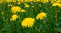 Bright flowers fluffy yellow dandelions among green grass in meadow, summer Royalty Free Stock Photo