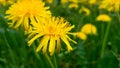 Bright flowers fluffy yellow dandelions among green grass in meadow, summer. Close-up Royalty Free Stock Photo