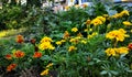 Bright marigolds. August. Summer