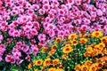 bright flowers growing on the flowerbed Royalty Free Stock Photo