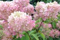 Hydrangea Limelight Paniculata fall, Netherlands Royalty Free Stock Photo