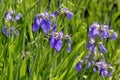 Bright flowers of irises with green leaves on a summer sunny day Royalty Free Stock Photo