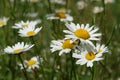 Bright flowers of Leucanthemum vulgare (ox-eye daisy, oxeye daisy, dog daisy) in the field on a sunny day