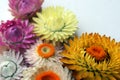 Bright flowers on a light background