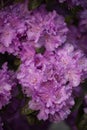 Bright flowers of lilac rhododendron .