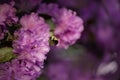 Bright flowers of lilac rhododendron and a bumblebee in flight.