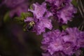 Bright flowers of lilac rhododendron and a bumblebee in flight.