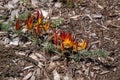 Bright flowers of a lotus berthelotii groundcover