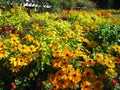 Bright flowers at Perennial Garden, Stanley Park Royalty Free Stock Photo