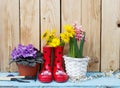 Bright flowers in pots, red rubber boots on a wooden background Royalty Free Stock Photo