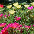 Bright flowers purslane on the flowerbed in the park. Royalty Free Stock Photo