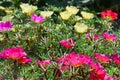 Bright flowers purslane in the flowerbed in the park. Focus on t Royalty Free Stock Photo