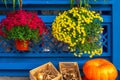 Bright flowers of red and yellow garden chrysanthemums in flower pots and garden vegetables adorn the decorative blue Royalty Free Stock Photo