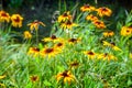 Bright flowers of red and yellow Rudbeckia in the flowerbed. Blooming flowers Rudbeckia Black-eyed Susan flower garden in the Royalty Free Stock Photo