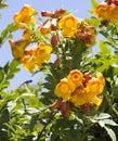 Bright flowers of Tecoma stans Yellow Trumpet Bush.