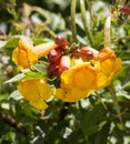 Bright flowers of Tecoma stans Yellow Trumpet Bush.