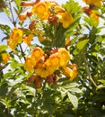 Bright flowers of Tecoma stans Yellow Trumpet Bush.