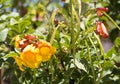 Bright flowers of Tecoma stans Yellow Trumpet Bush.