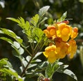 Bright flowers of Tecoma stans Yellow Trumpet Bush.