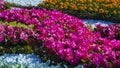 Bright flowers of tuberous begonias