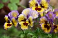Motley flowers of a viola.