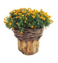 Bright flowers in wicked basket on cut log isolated over white Royalty Free Stock Photo