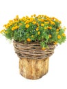 Bright flowers in wicked basket on cut log isolated over white Royalty Free Stock Photo