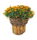 Bright flowers in wicked basket on cut log isolated over white Royalty Free Stock Photo