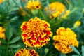 Bright flowers yellow-and-red marigolds on green blurred background. Royalty Free Stock Photo